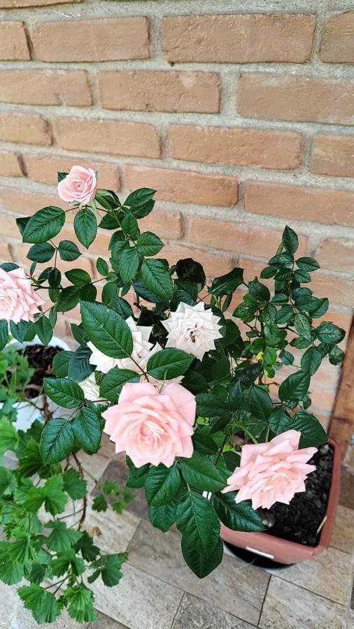 Chale Vale Das Flores - Visconde De Maua Rj Bagian luar foto